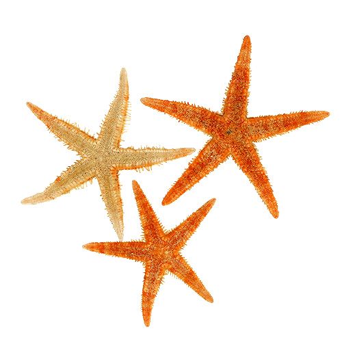 Floristik24 Étoile de mer séchée 8cm - 10cm 10 pcs