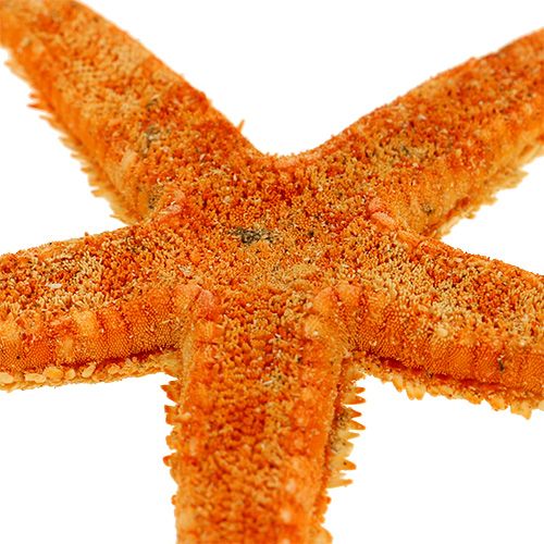 Floristik24 Étoile de mer séchée 8cm - 10cm 10 pcs