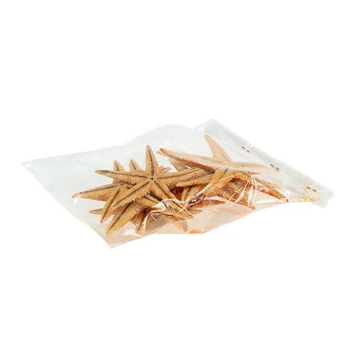 Floristik24 Étoile de mer séchée 8cm - 10cm 10 pcs
