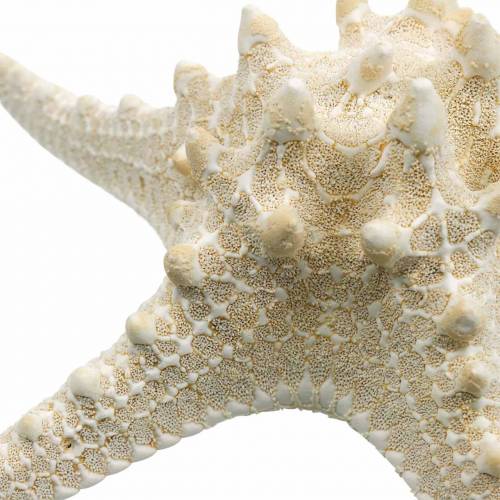 Floristik24 Étoile de mer naturelle 12-16cm 8 pcs