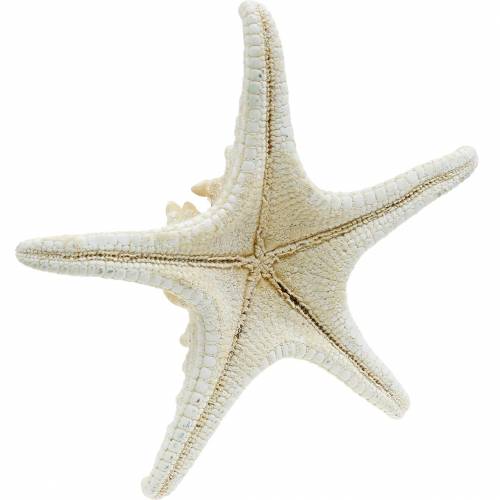 Floristik24 Étoile de mer naturelle 12-16cm 8 pcs