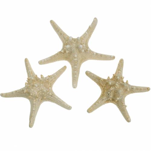 Floristik24 Étoile de mer naturelle 12-16cm 8 pcs