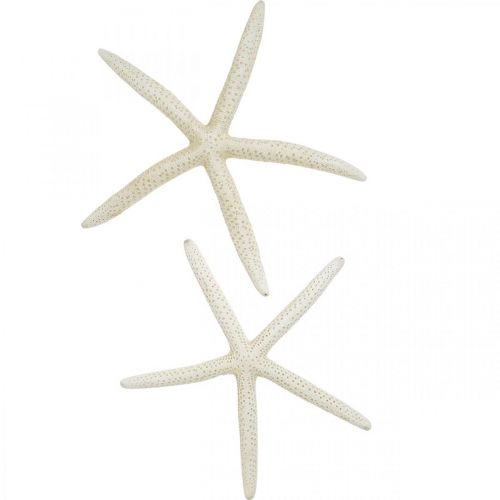 Floristik24 Décoration étoile de mer blanche, décoration mer 15-17cm 10pcs
