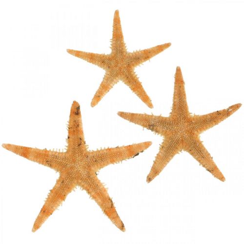 Floristik24 Starfish scatter decoration home deco mini étoile de mer nature 2-4cm 50p