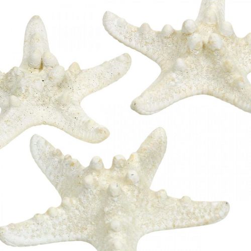 Article Étoiles de mer décoratives blanches séchées pour travaux manuels, 7-11 cm, 15 pièces