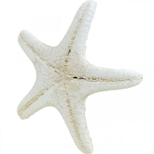Article Étoiles de mer décoratives blanches séchées pour travaux manuels, 7-11 cm, 15 pièces