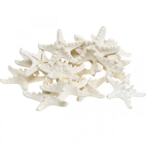 Floristik24 Étoiles de mer décoratives blanches séchées pour travaux manuels, 7-11 cm, 15 pièces