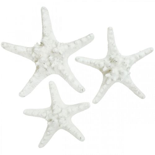Article Décoration étoile de mer grande étoile de mer cloutée blanche séchée 15-18cm 10pcs