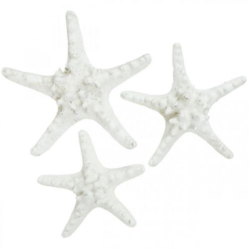 Article Décoration étoile de mer grande étoile de mer cloutée blanche séchée 15-18cm 10 pièces