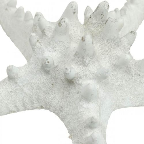 Article Décoration étoile de mer grande étoile de mer cloutée blanche séchée 15-18cm 10 pièces