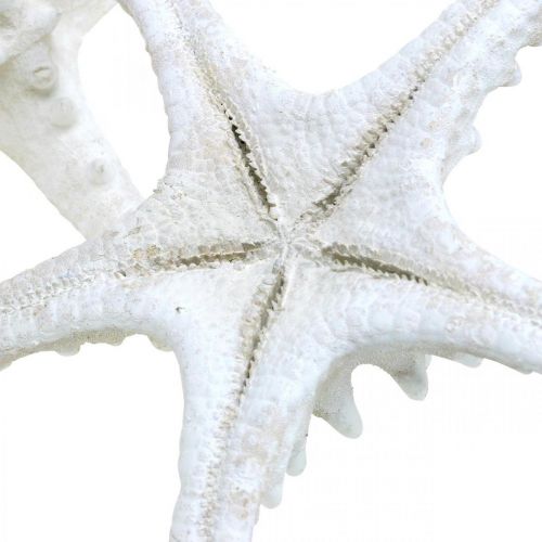 Article Décoration étoile de mer grande étoile de mer cloutée blanche séchée 15-18cm 10 pièces