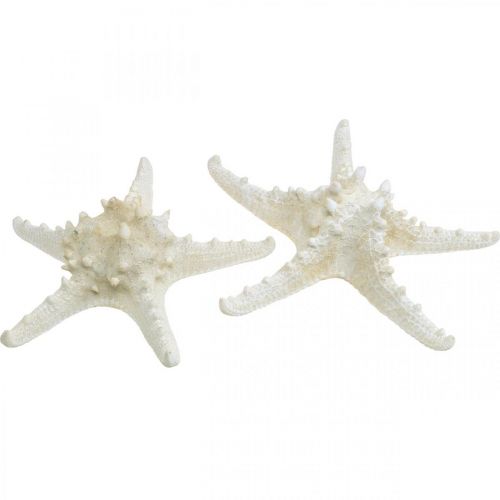Article Étoile de mer décorative grande étoile de mer cloutée blanche séchée 19-26cm 5 pcs