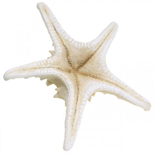 Article Étoile de mer décorative grande étoile de mer cloutée blanche séchée 19-26cm 5 pcs