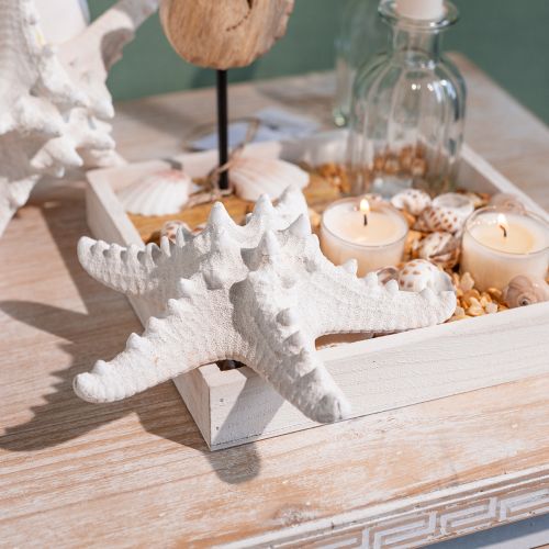 Article Décoration étoile de mer grande étoile de mer cloutée blanche séchée 15-18cm 10 pièces