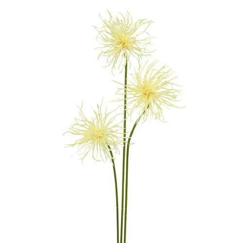 Floristik24 Fleurs de soie Xanthium crème 63 cm 4 p.