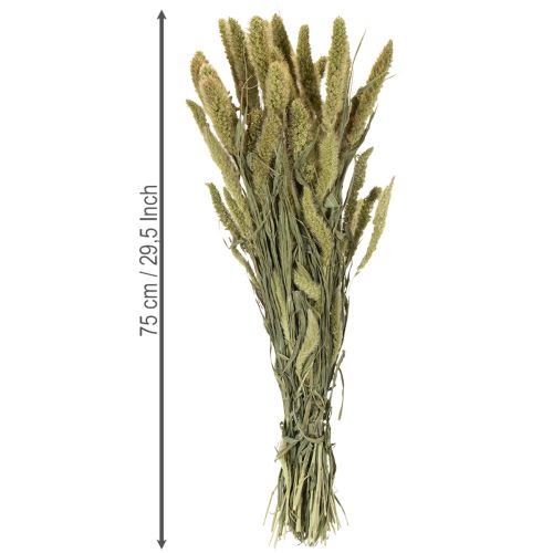 Article Fleurs séchées de millet à soies (Setaria) pour accessoires de décoration rustiques et élégants, 75 cm, 220 g