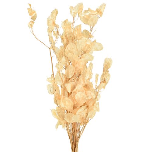 Feuille d&#39;argent séchée Lunaria Champagne 65-70cm 20g