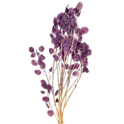 Feuille d&#39;argent séchée Lunaria moon violet violet 65-70cm 20g