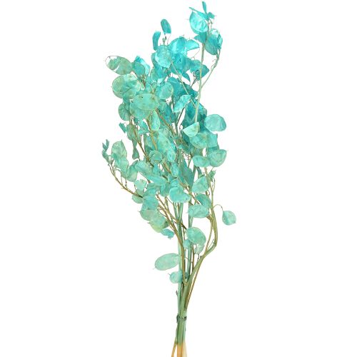Feuille d&#39;argent séchée violette lunaire Lunaria bleu clair 65-70 cm 20 g