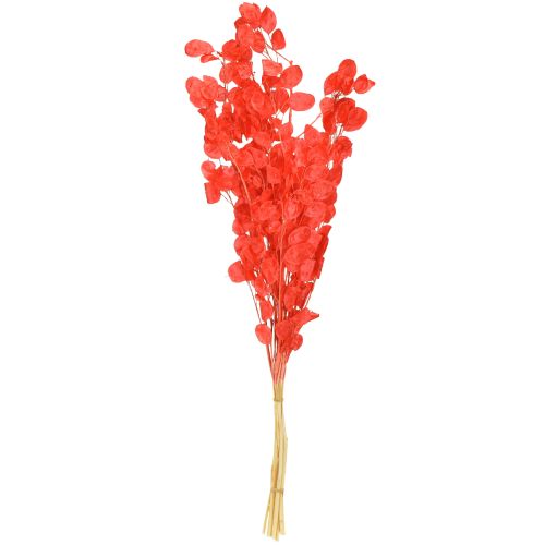 Article Feuille d'argent séchée Lunaria rouge 65-70 cm 20 g