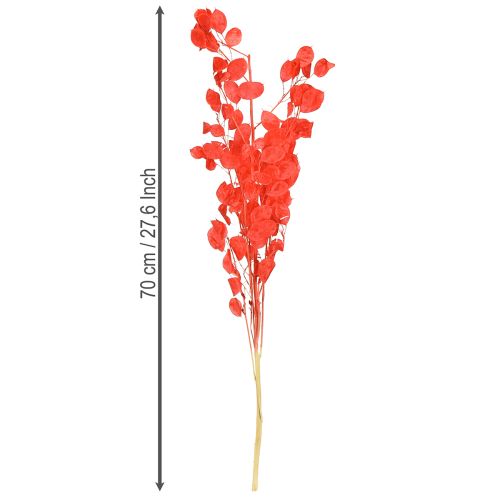 Article Feuille d'argent séchée Lunaria rouge 65-70 cm 20 g