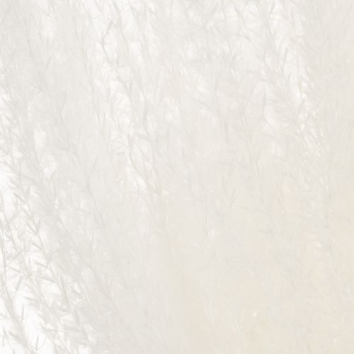 Article Fleurs séchées, graminées argentées. Décoration naturelle élégante pour la maison et le bureau. 70 cm, 10 pièces.