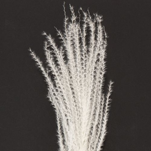 Article Fleurs séchées, graminées argentées. Décoration naturelle élégante pour la maison et le bureau. 70 cm, 10 pièces.