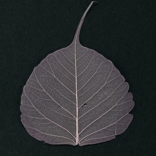 Article Feuilles squelettes Feuilles Bodhi squelettisées violettes 5-15 cm 200 pièces