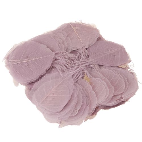 Article Feuilles squelettes Feuilles Bodhi squelettisées violettes 5-15 cm 200 pièces