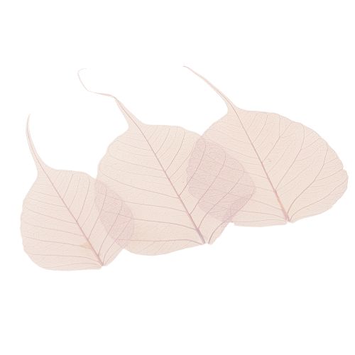 Article Feuilles squelettes Feuilles Bodhi squelettisées violettes 5-15 cm 200 pièces