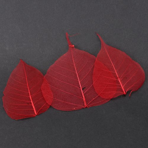Article Feuilles squelettes Feuilles Bodhi squelettisées rouges 5-15 cm 200 pièces