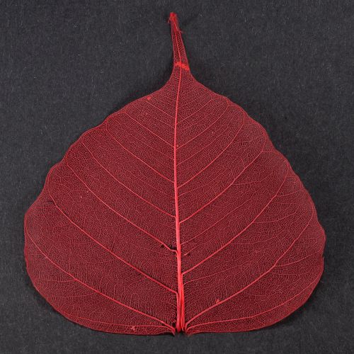 Article Feuilles squelettes Feuilles Bodhi squelettisées rouges 5-15 cm 200 pièces