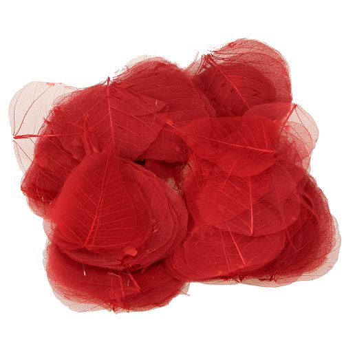 Article Feuilles squelettes Feuilles Bodhi squelettisées rouges 5-15 cm 200 pièces