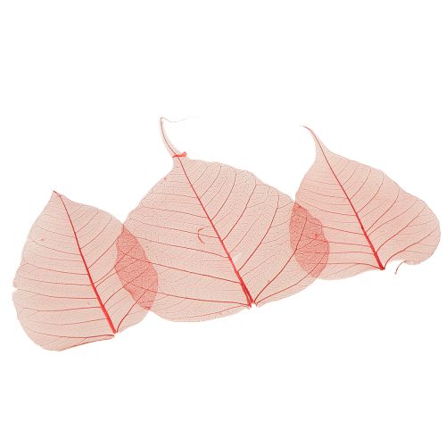 Article Feuilles squelettes Feuilles Bodhi squelettisées rouges 5-15 cm 200 pièces