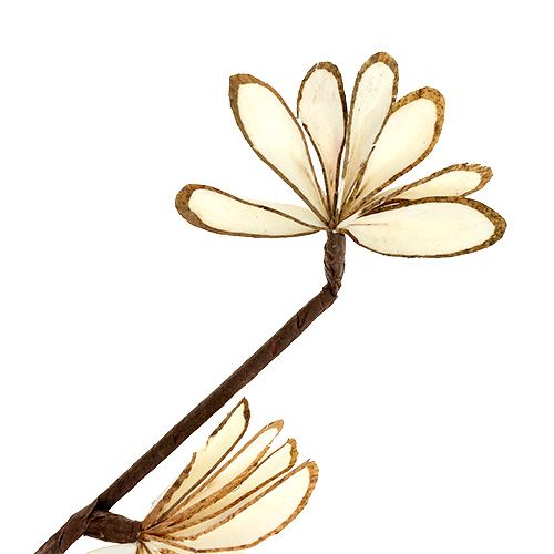 Floristik24 Sola Chips Sunny Stick Marron, Blanc 6 pcs.