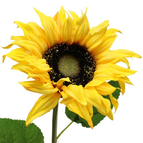 Floristik24 Tournesol jaune à longue tige 53 cm