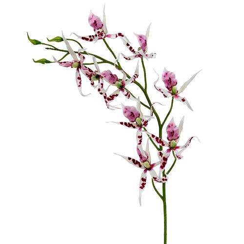 Floristik24 Orchidée Brassia rose vif et blanche 108cm 3P