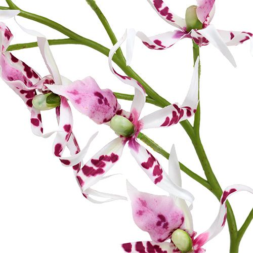 Article Orchidée Brassia rose vif et blanche 108cm 3P