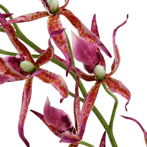 Floristik24 Orchidée Brassia rose vif et orange 108cm 3P