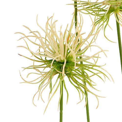 Floristik24 Branches de Xanthium vert crème 63 cm 4 p.