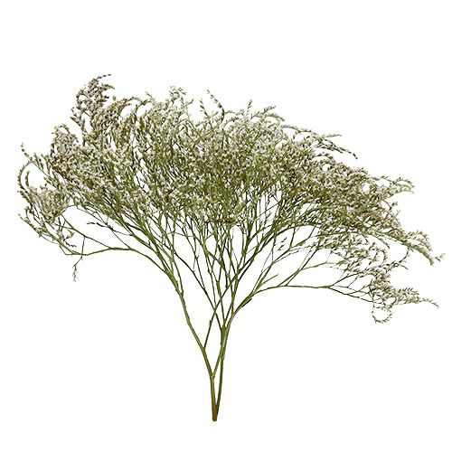 Article Lavande de mer Statice Tatarica fleurs séchées naturelles 2kg