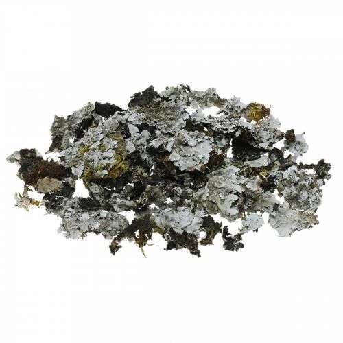 Floristik24 Décoration naturelle lichen avec mousse grise 500g