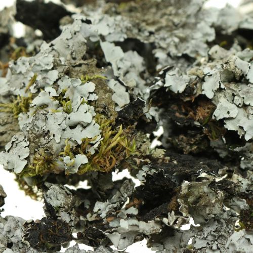 Floristik24 Décoration naturelle lichen avec mousse grise 500g