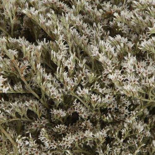 Article Lavande de mer Statice Tatarica fleurs séchées naturelles 2kg