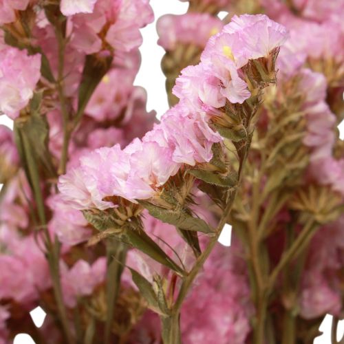 Article Fleurs Séchées Lilas Rose Limonium Plage 60cm 50g