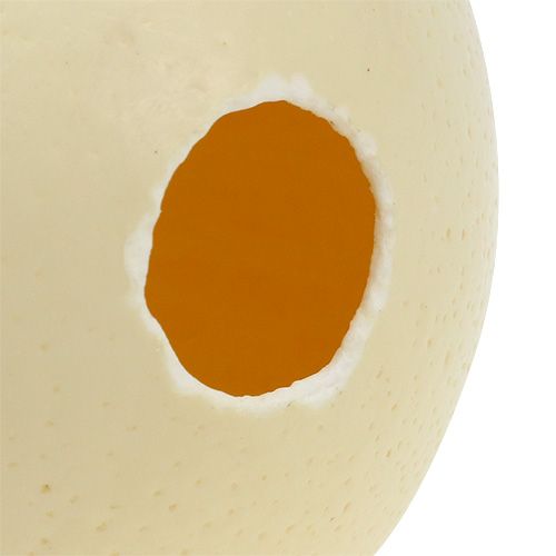 Article Oeuf d&#39;autruche nature soufflé décoration vide