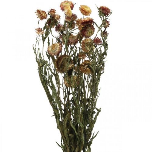 Floristik24 Fleur de paille Jaune, Rouge séchée Helichrysum fleur séchée 50cm 60g