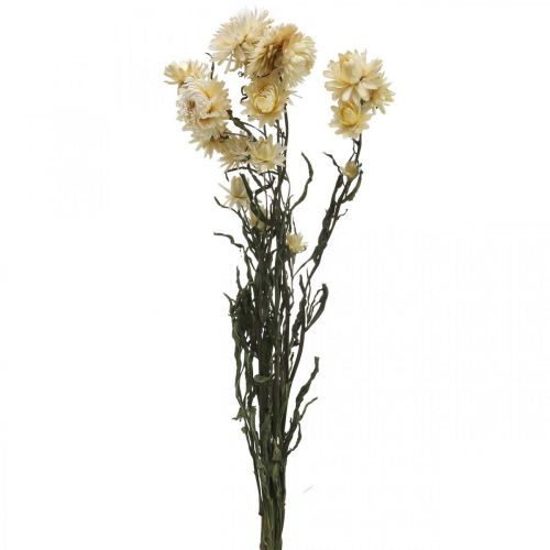 Floristik24 Décoration sèche paille fleur crème hélichryse séchée 50cm 30g