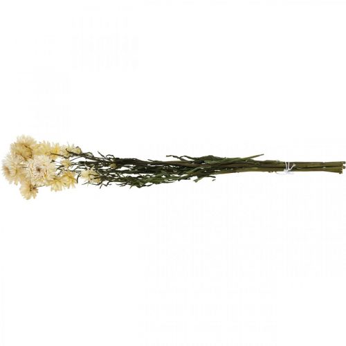 Article Décoration sèche paille fleur crème hélichryse séchée 50cm 30g