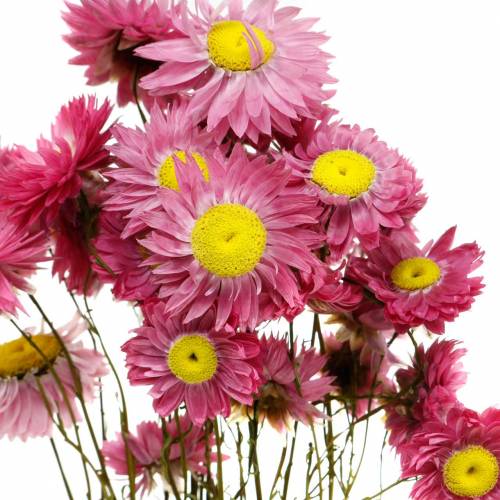 Article Fleur de paille en bouquet Fleurs séchées roses 25g